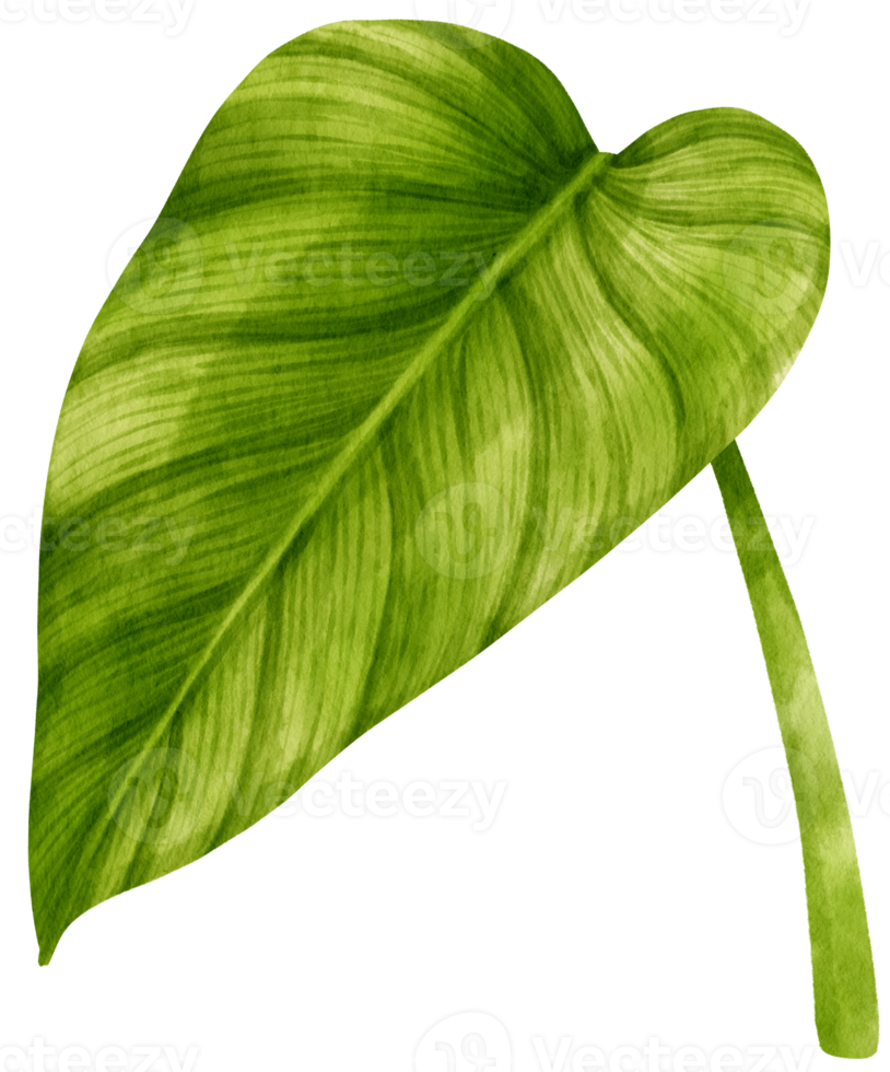 Philodendron tropical leaf watercolor illustration png