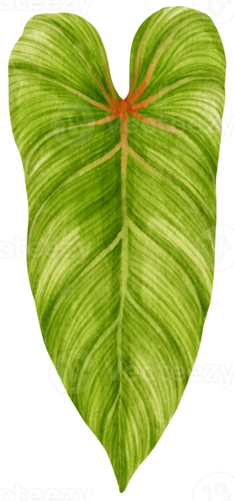 Philodendron tropical leaf watercolor illustration png