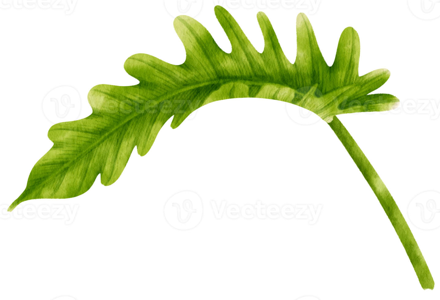 Philodendron tropical leaf watercolor illustration png