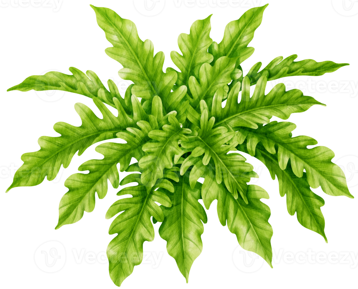philodendron tropisk växt akvarell illustration png
