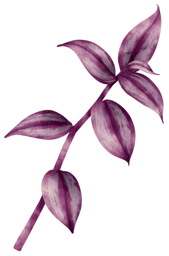 illustration aquarelle de feuilles de tradescantia png