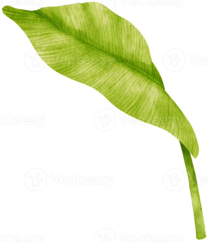Spathiphyllum tropical leaf watercolor illustration png