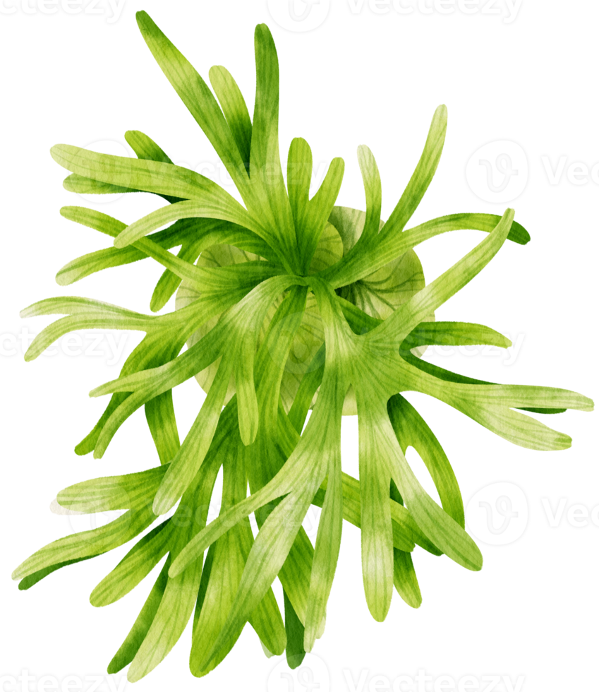 Fren tropical plant watercolor illustration png