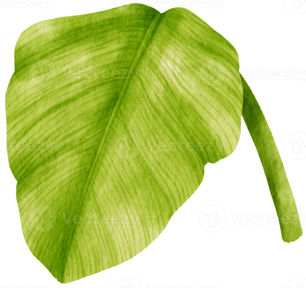 Spathiphyllum tropical leaf watercolor illustration png