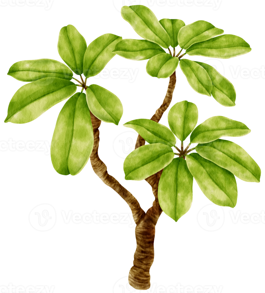 Dwarf umbrella tree plant watercolor illustration png