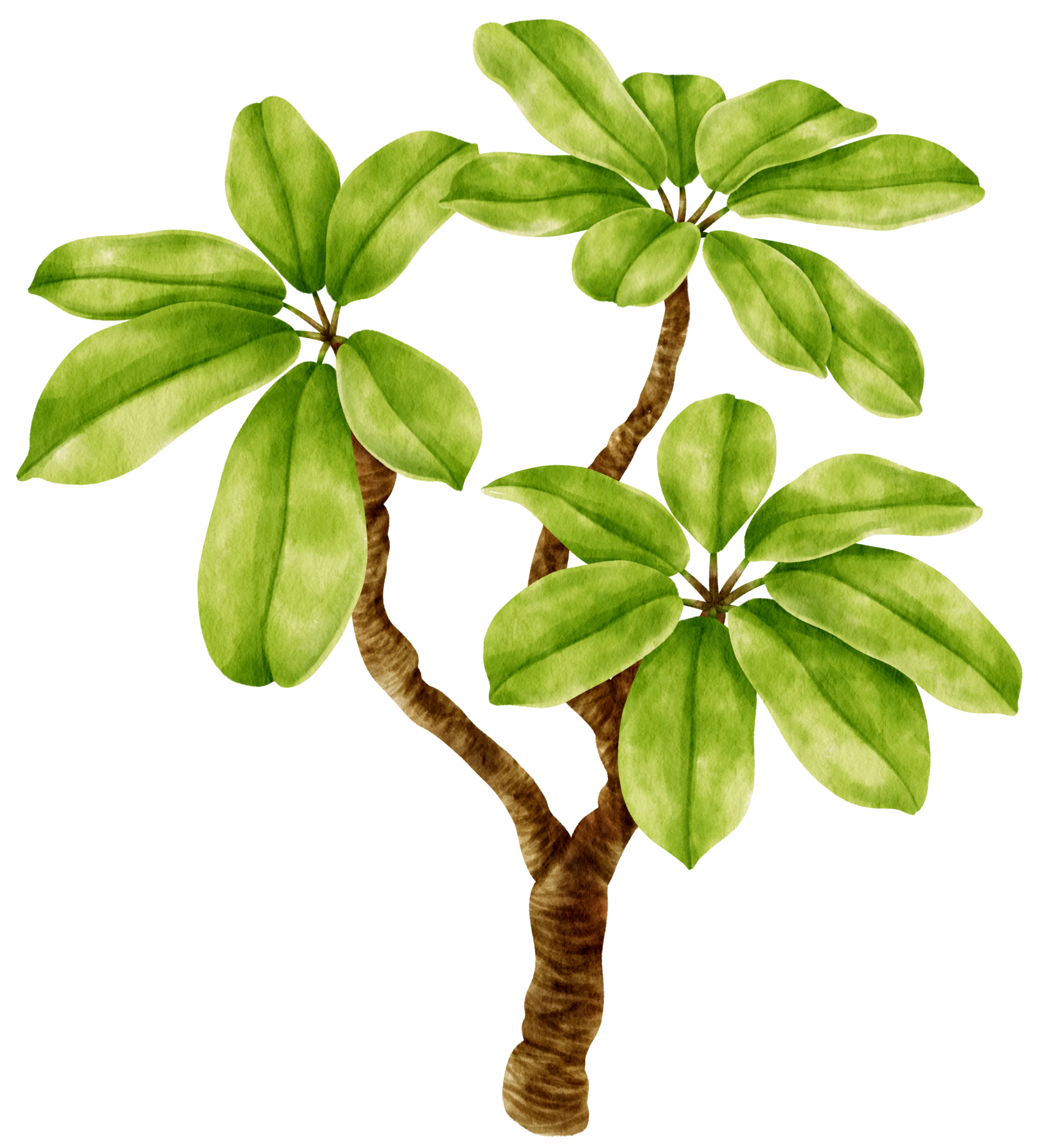 Dwarf umbrella tree plant watercolor illustration 9887971 PNG