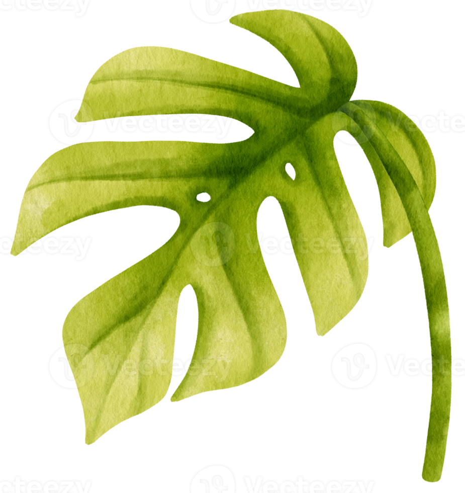 Ginny mini monstera leaf tropical watercolor illustration png