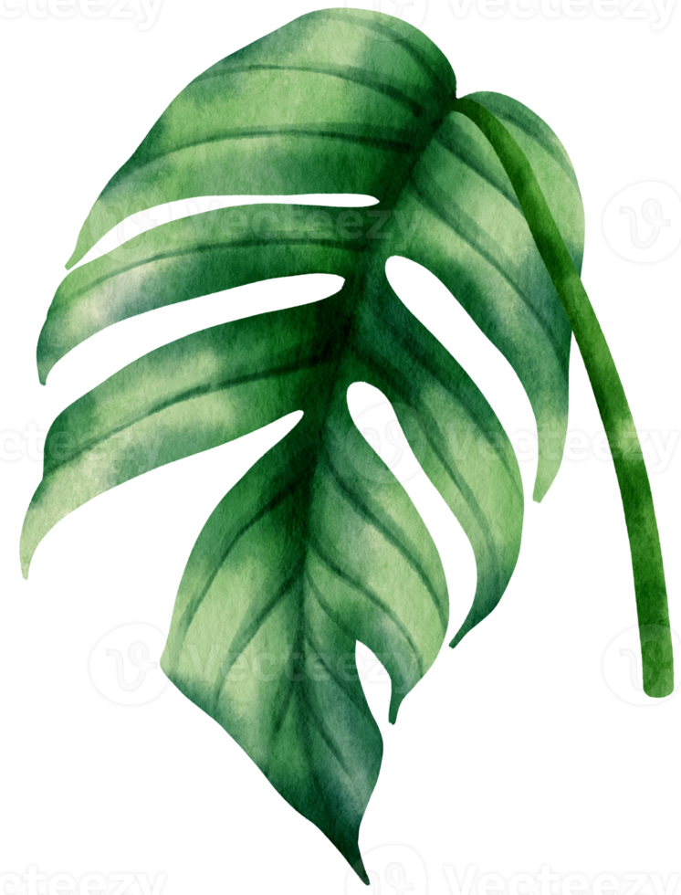 ilustração em aquarela de folha tropical epipremnum pinnatum png