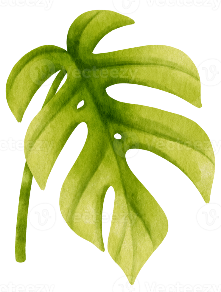 Ginny mini monstera leaf tropical watercolor illustration png