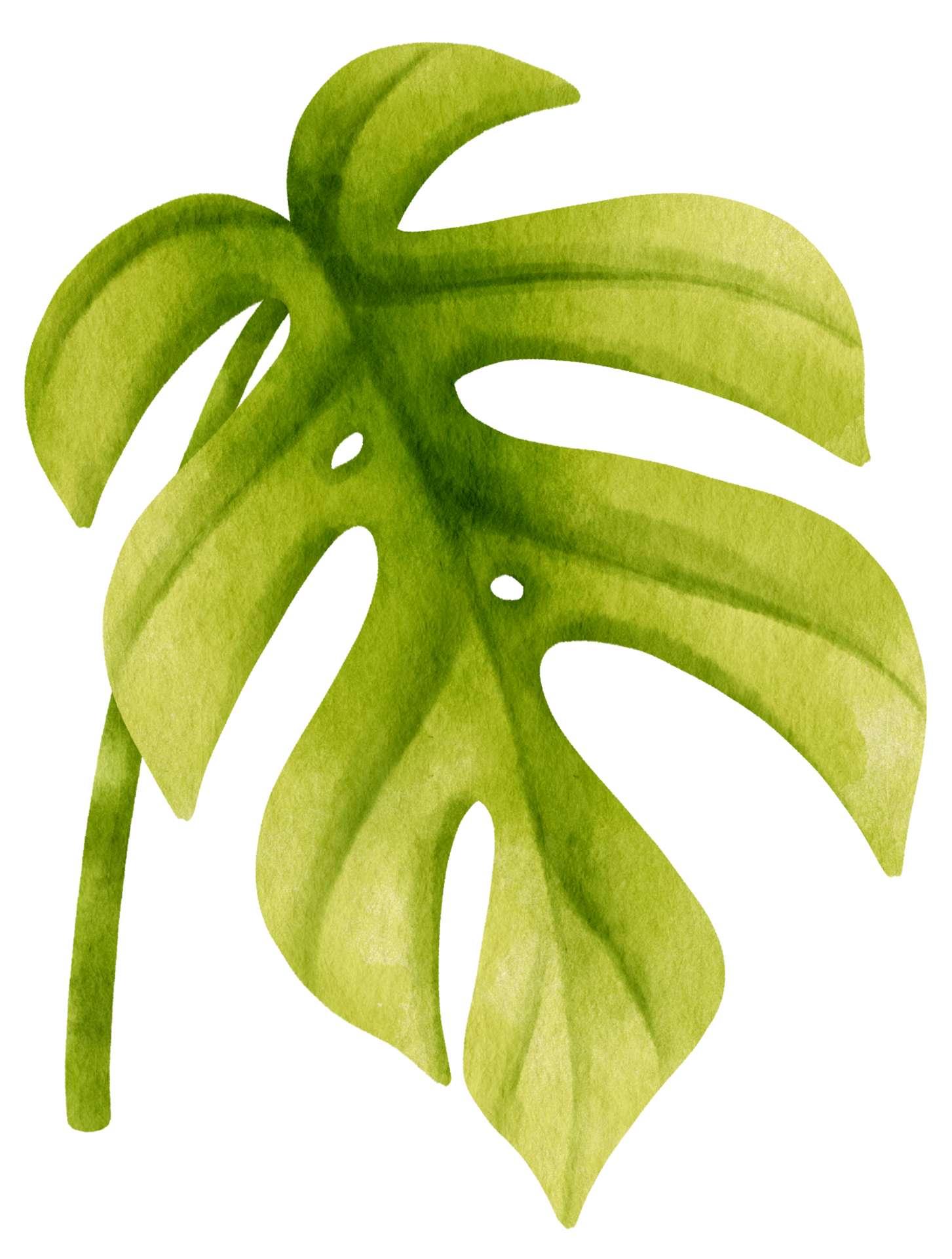 Ginny mini monstera leaf tropical watercolor illustration 9887999 PNG