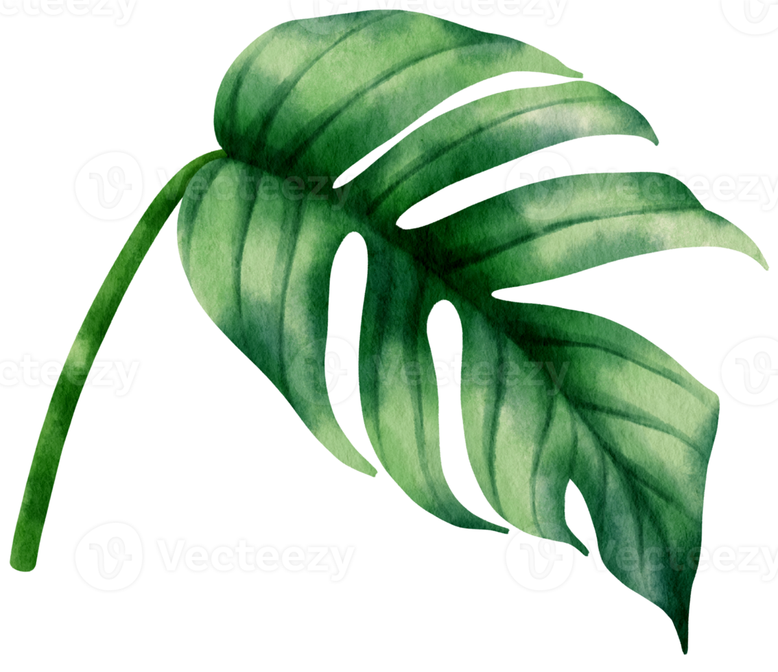 epipremnum pinnatum tropische blattaquarellillustration png