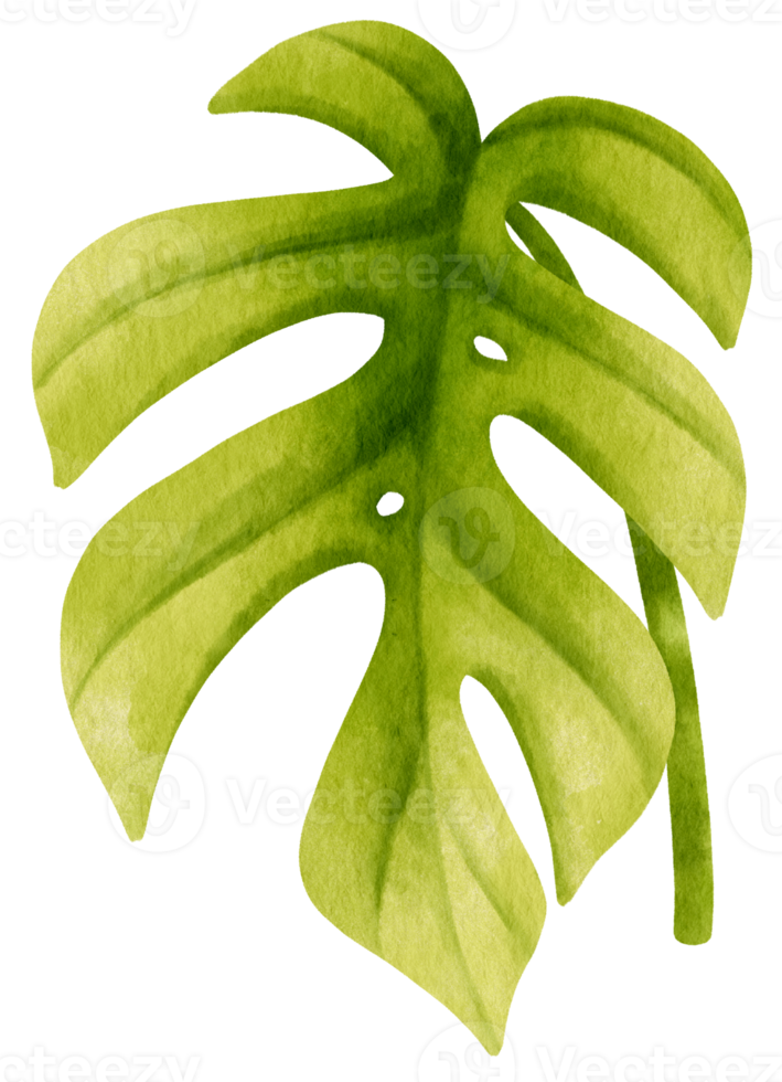 Ginny mini monstera leaf tropical watercolor illustration png