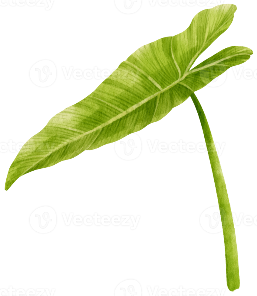 Philodendron tropical leaf watercolor illustration png
