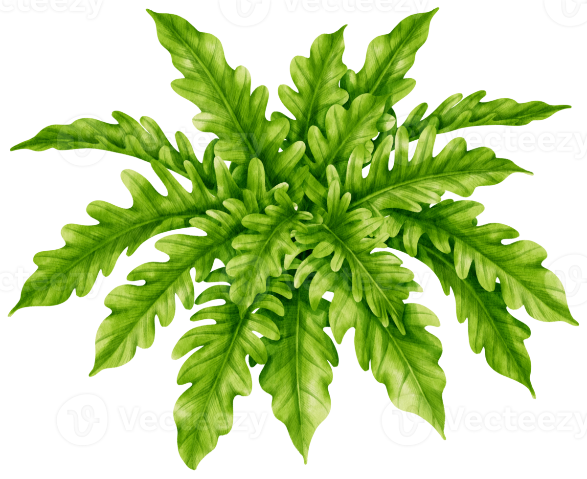 philodendron växt akvarell illustration png