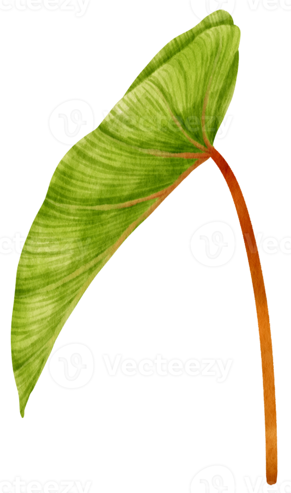 Philodendron tropical leaf watercolor illustration png