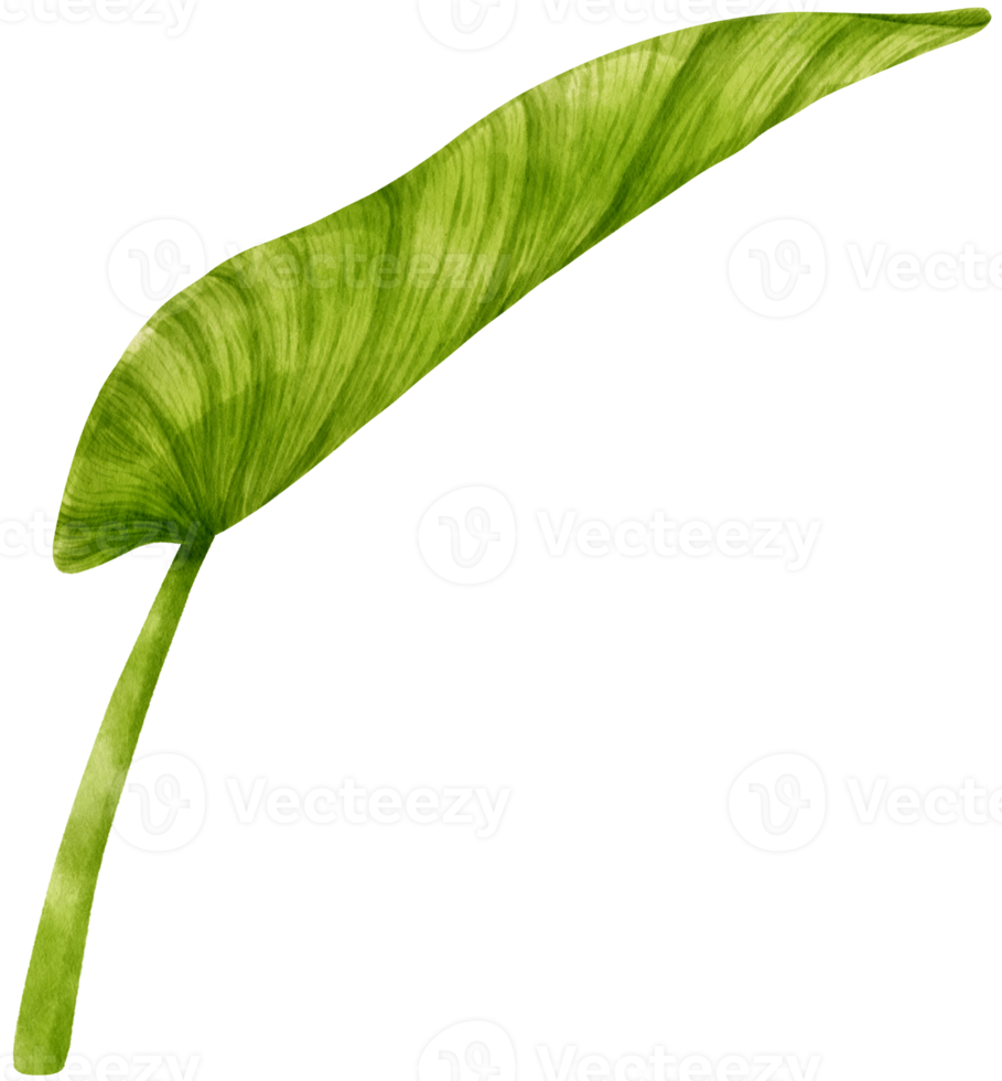 Philodendron tropical leaf watercolor illustration png