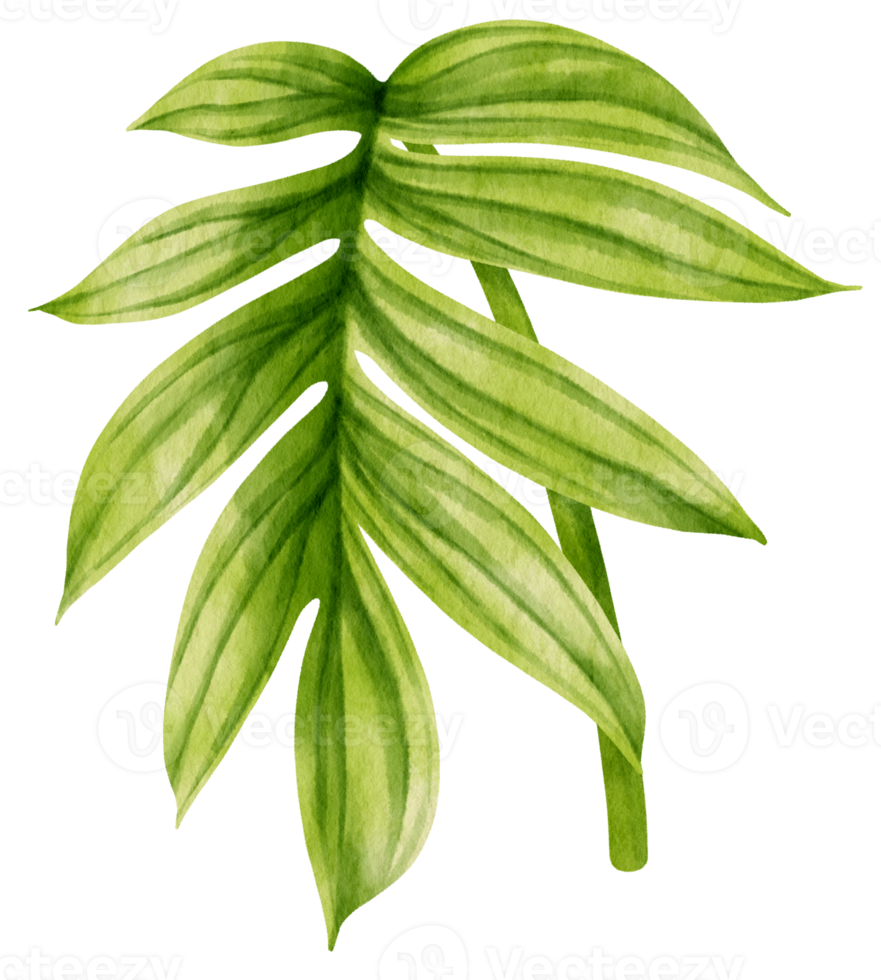Rhaphidophora decursiva tropical leaf watercolor png