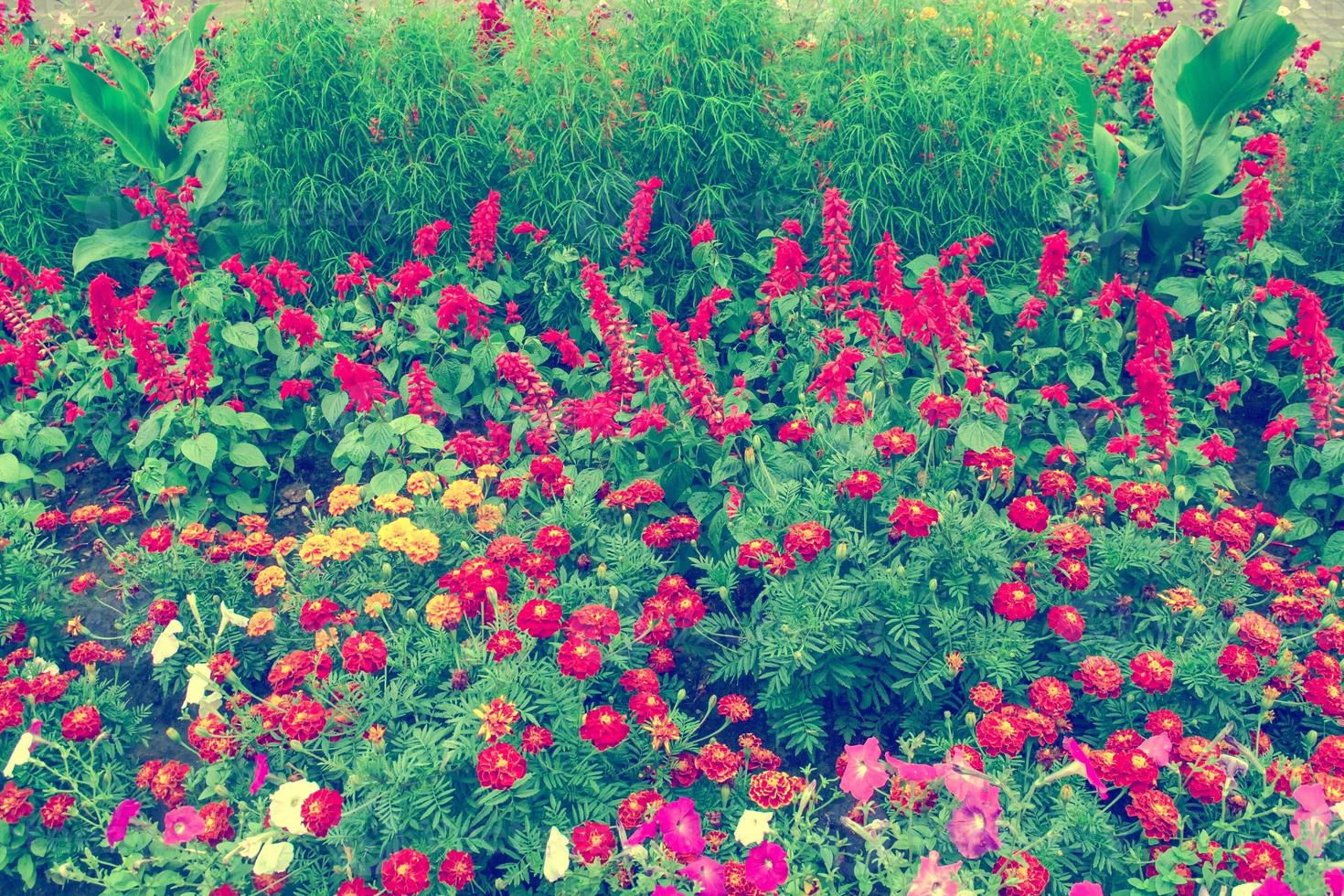 bright and colorful flowers marigolds. autumn landscape. photo