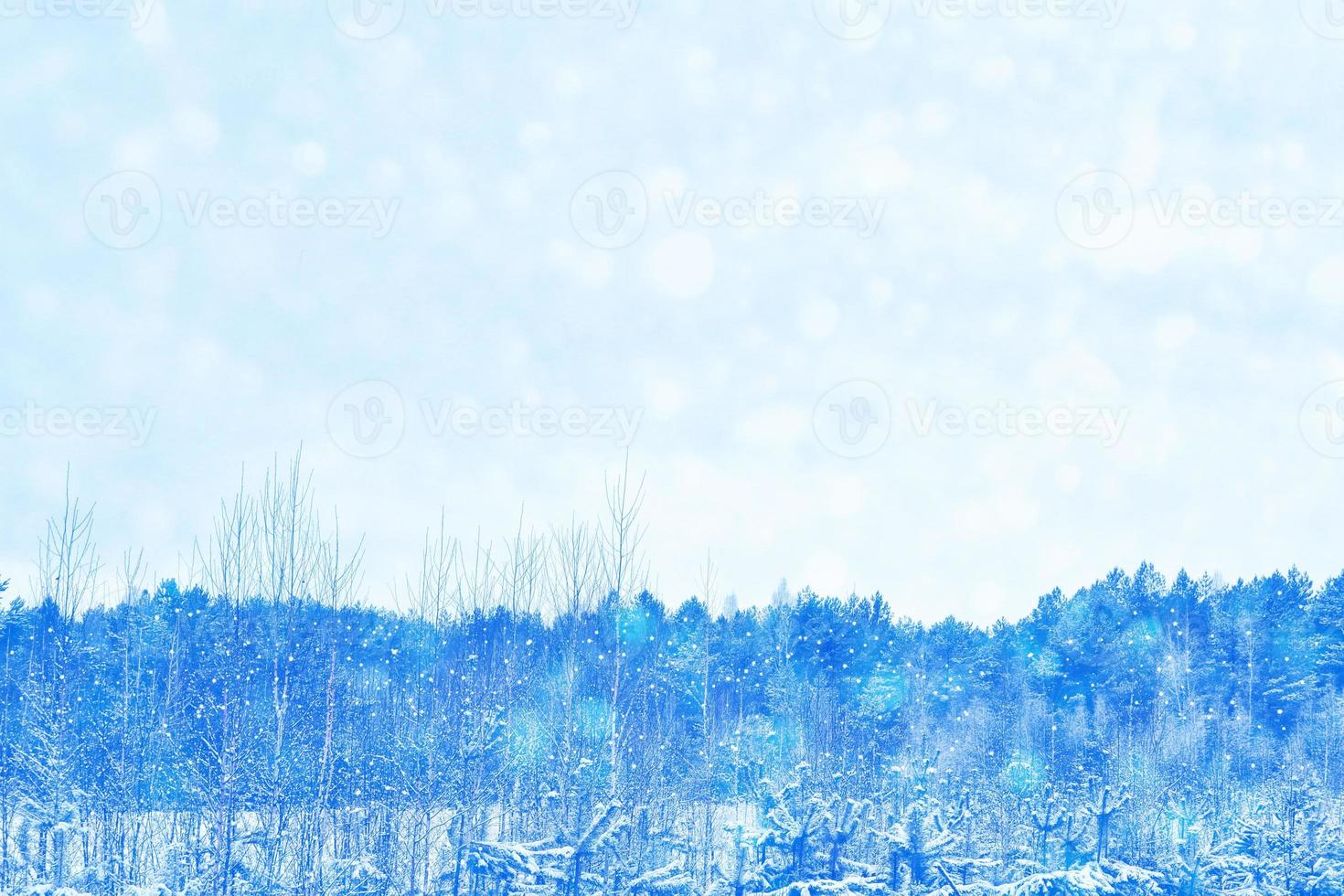 bosque de invierno congelado con árboles cubiertos de nieve. foto