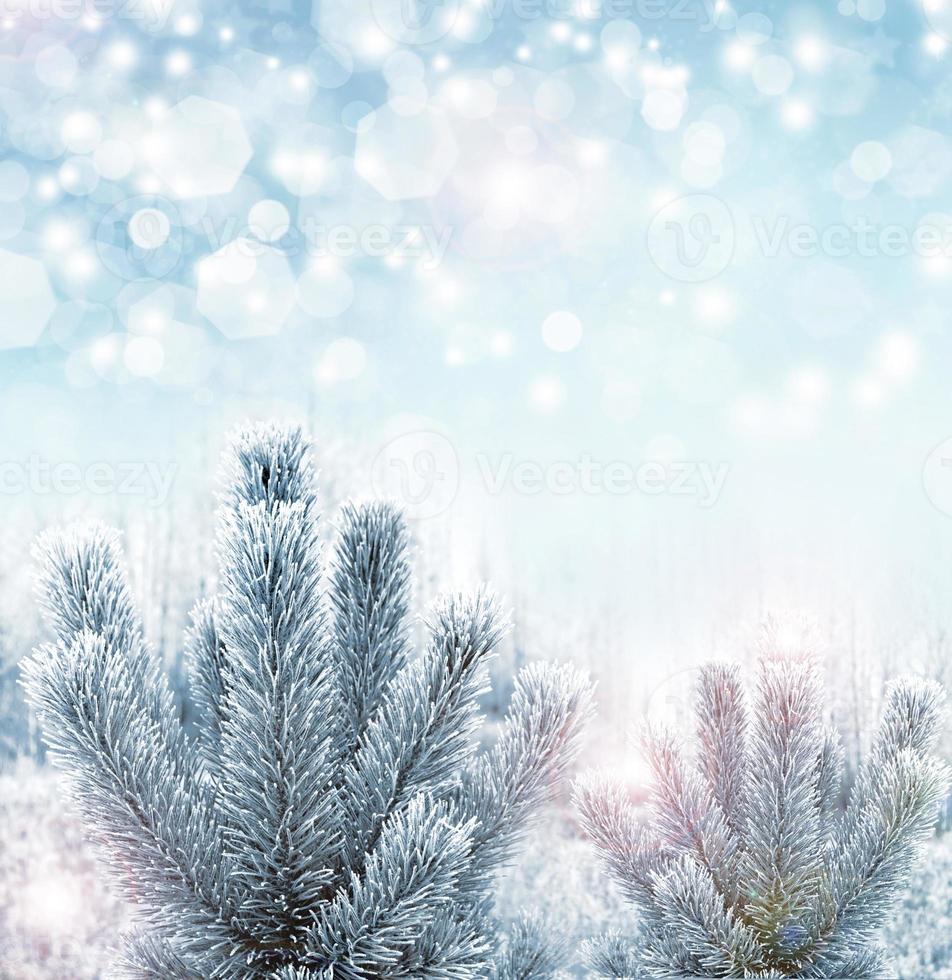 Winter forest. Nature. photo