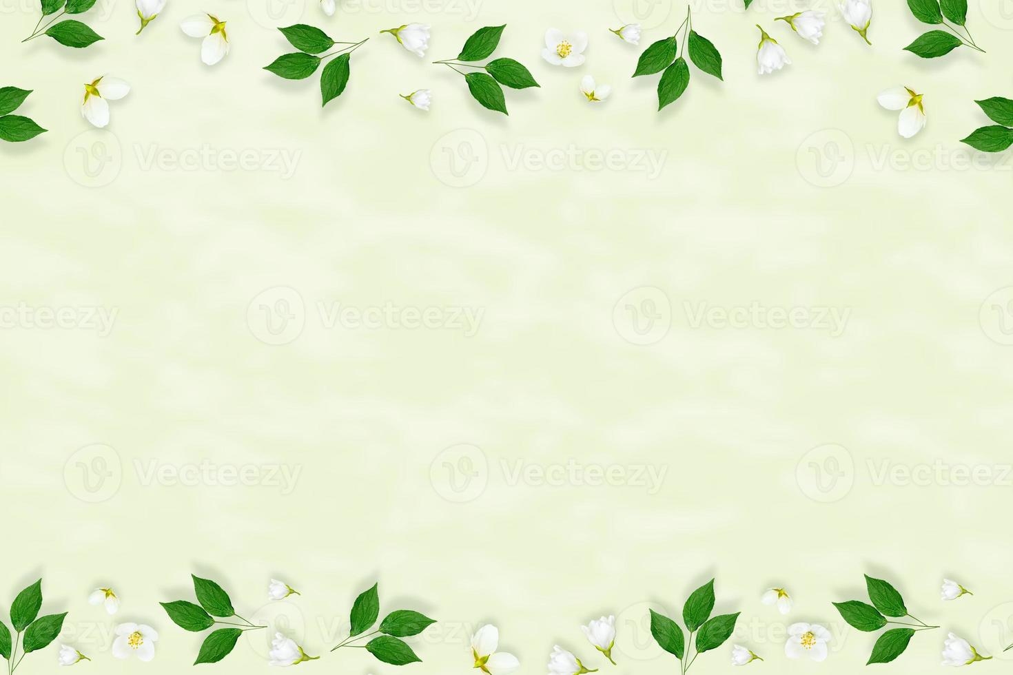 Twig bright white jasmine flowers. Spring composition. photo