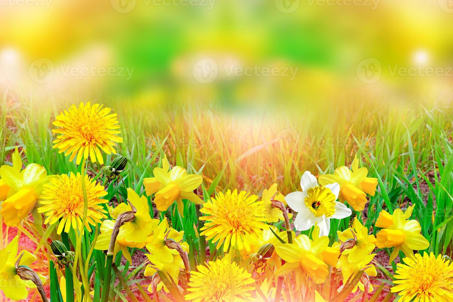 beautiful spring flowers daffodils. yellow flowers. photo