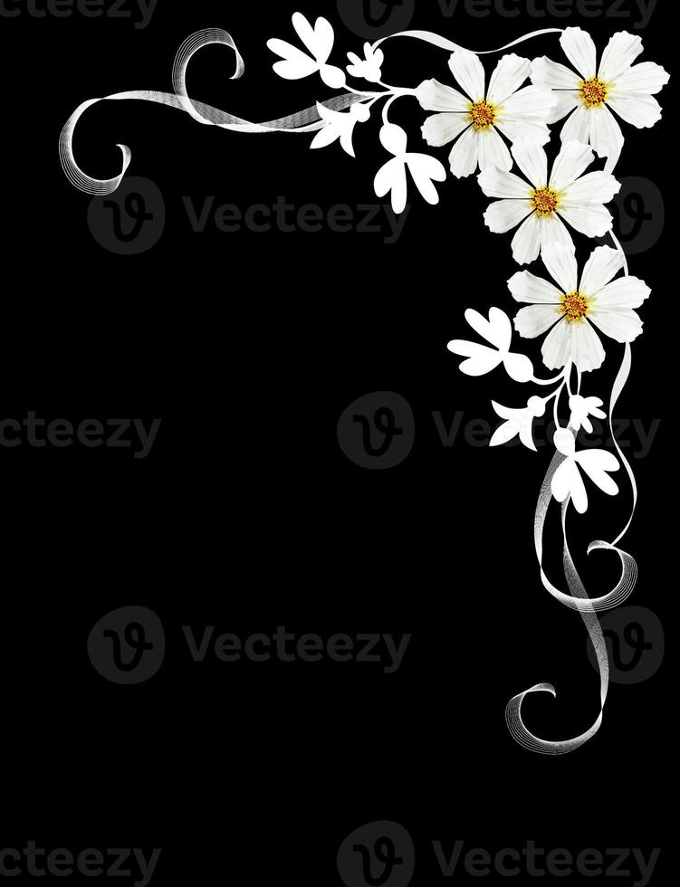 Flowers cosmos isolated on a black background photo