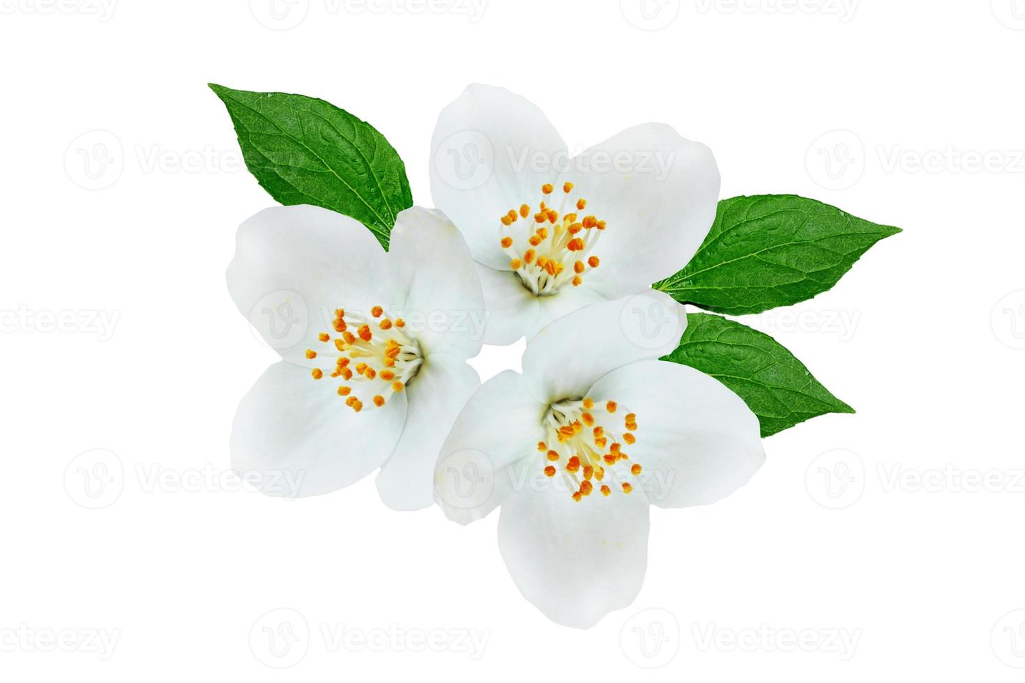 branch of jasmine flowers isolated on white background photo