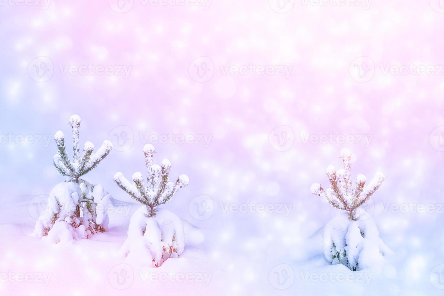 Frozen winter forest with snow covered trees. photo