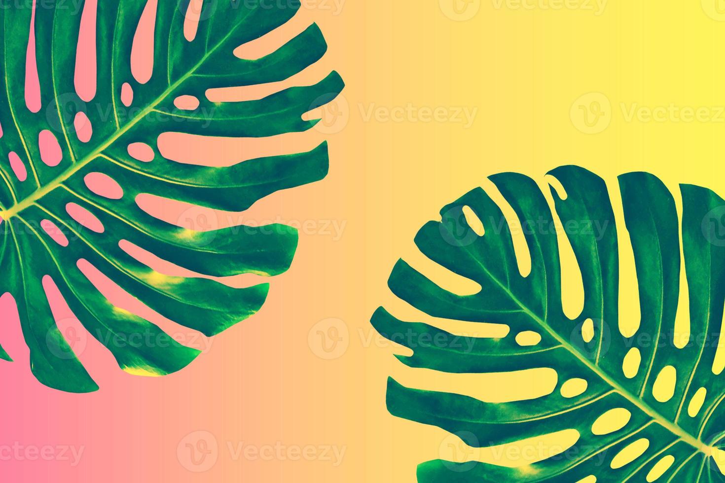 Floral background of green leaves of monsters photo