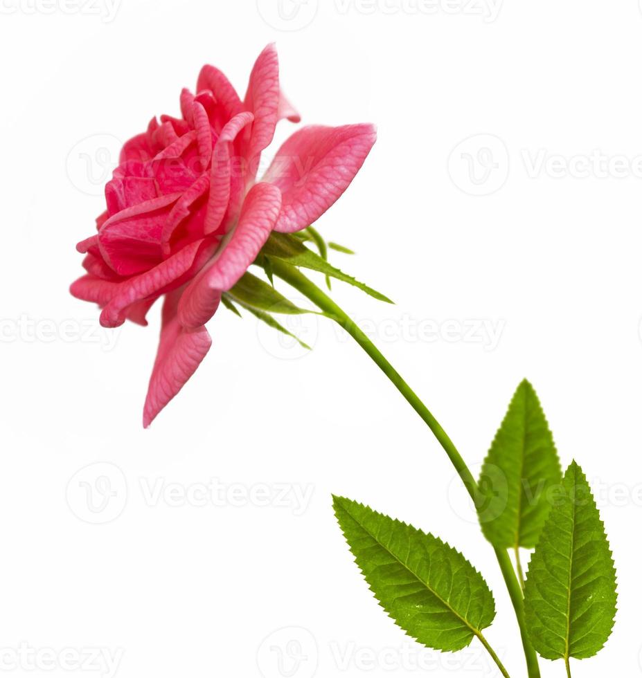 Five roses on a white background. floral background photo