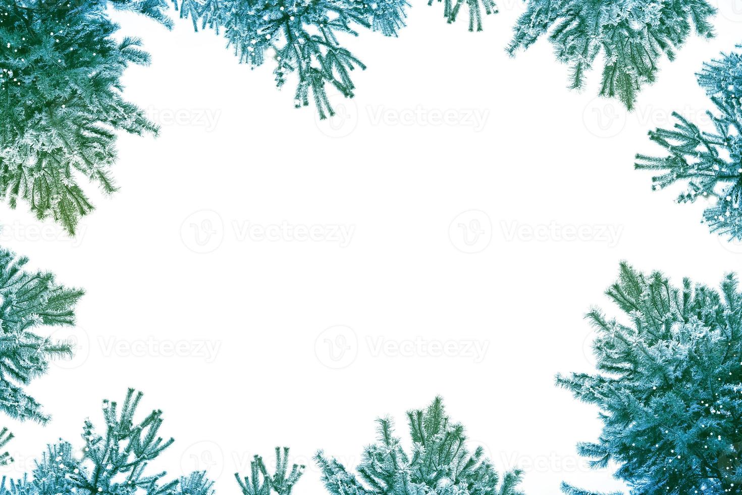 The branches of the snow covered tree Christmas tree photo