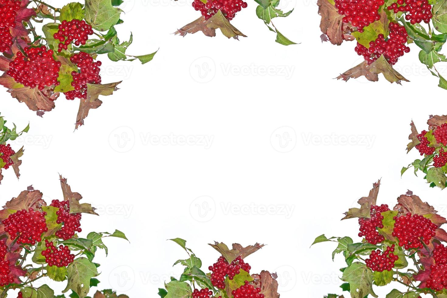 Branch with red berries viburnum. Autumn landscape. photo