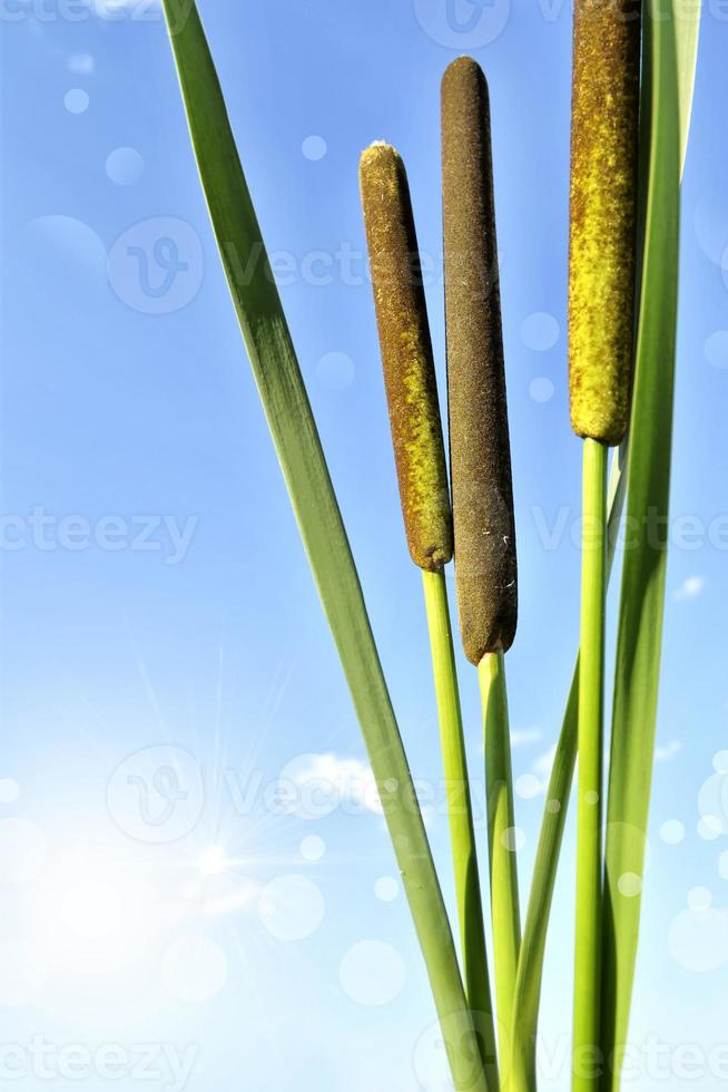 Photo. Reeds against a blue sky. photo