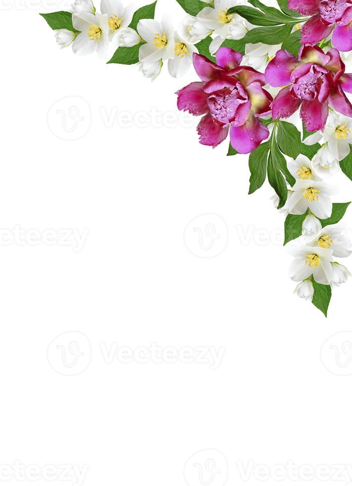 branch of jasmine flowers isolated on white background photo