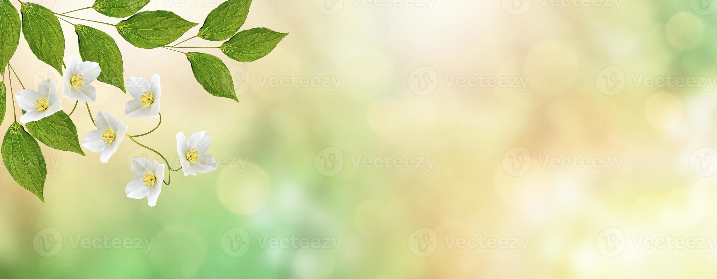 White jasmine The branch delicate spring flowers photo