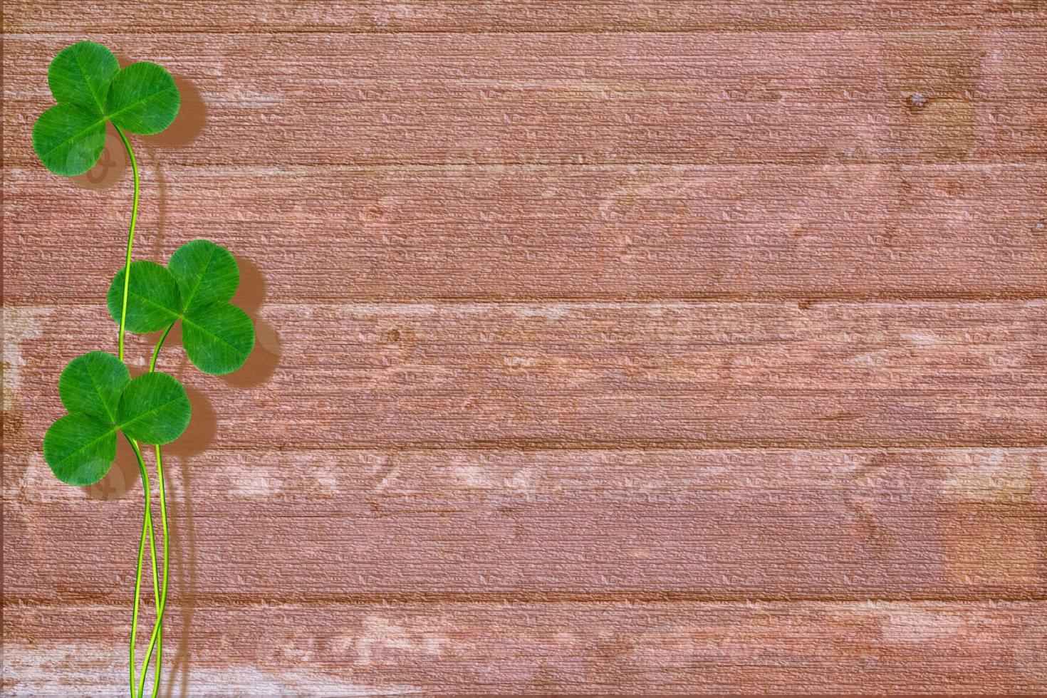 Green clover leaves on a background summer landscape photo