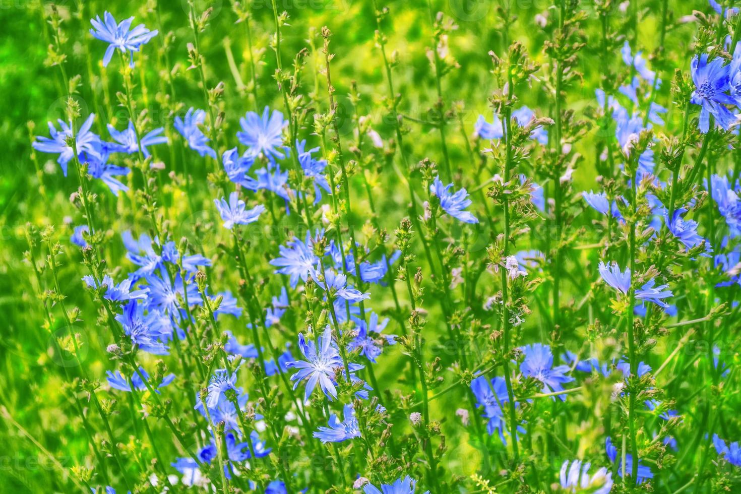 Bright flowers chicory photo