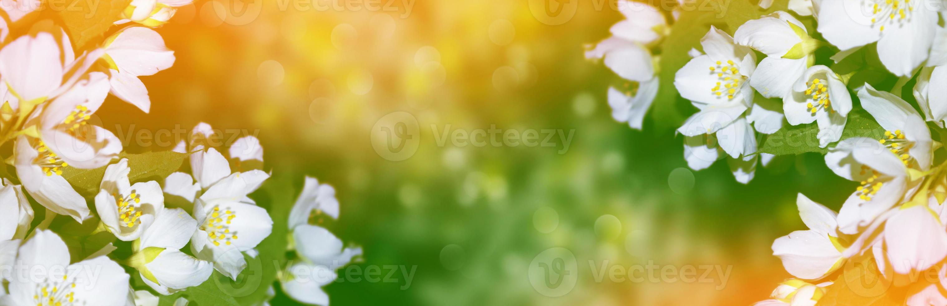 White jasmine The branch delicate spring flowers photo