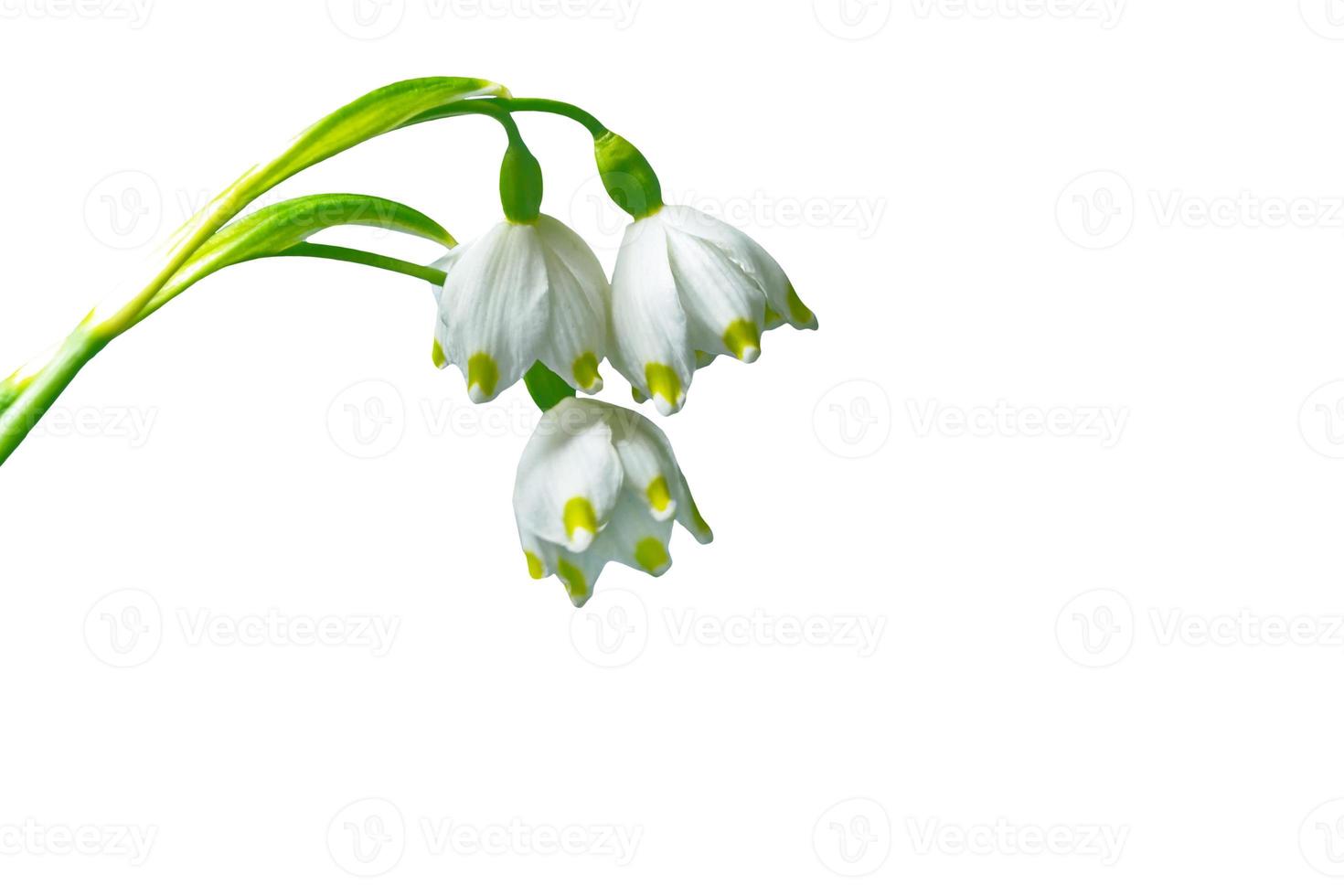 Spring flower snowdrop isolated on white background. photo