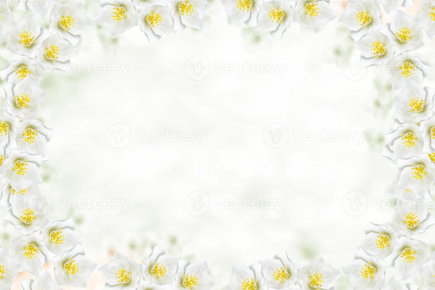White jasmine The branch delicate spring flowers photo