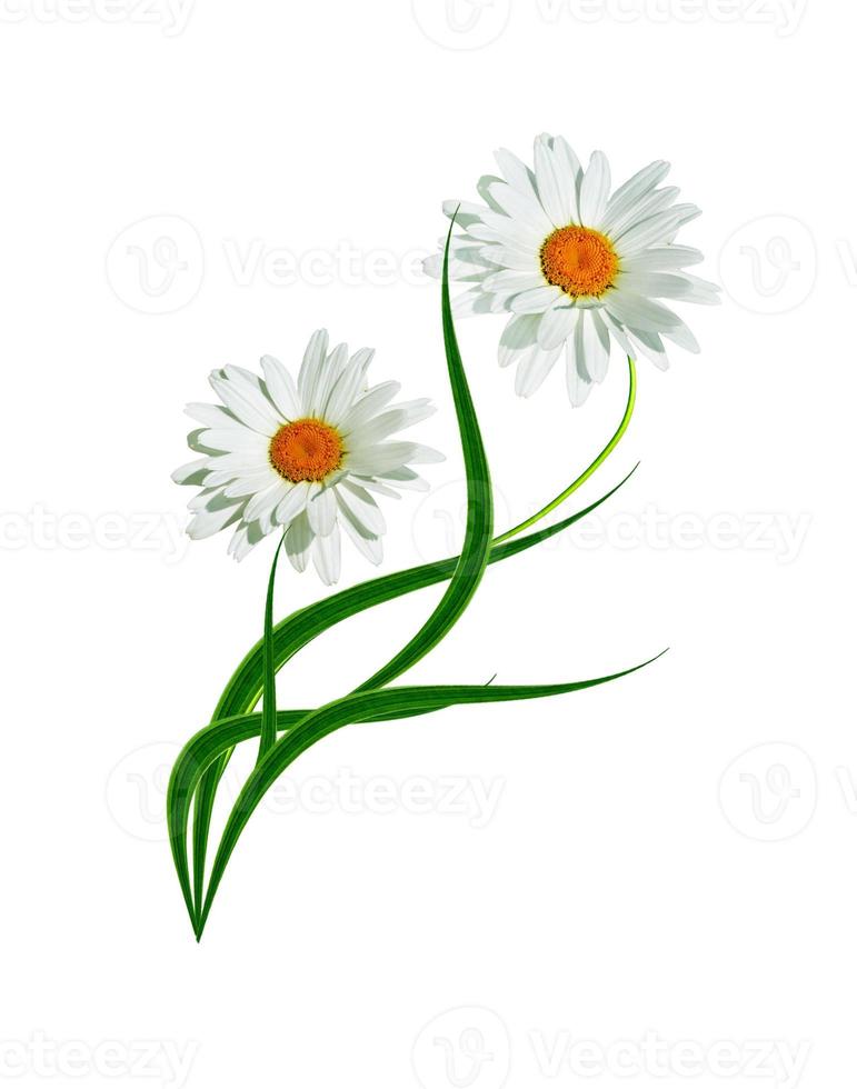 daisies summer  flower isolated on white background photo