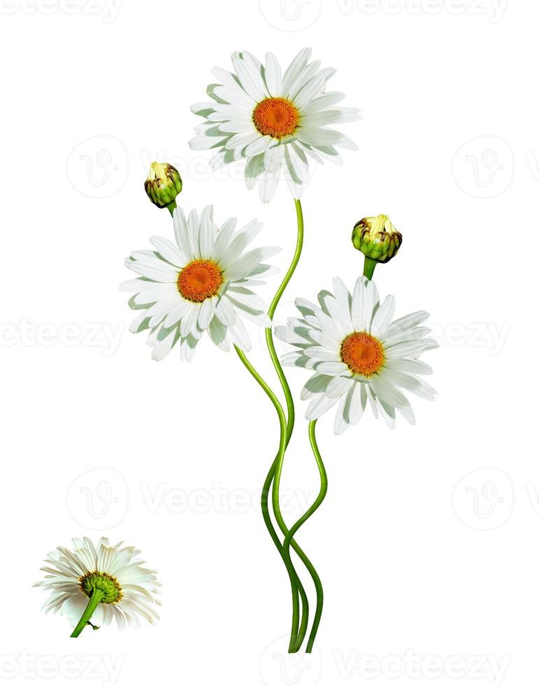 daisies summer  flower isolated on white background photo