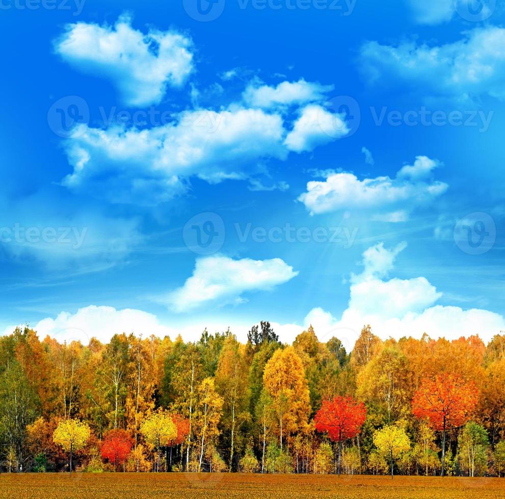 paisaje de otoño hermosas hojas paisaje. arboles de colores foto