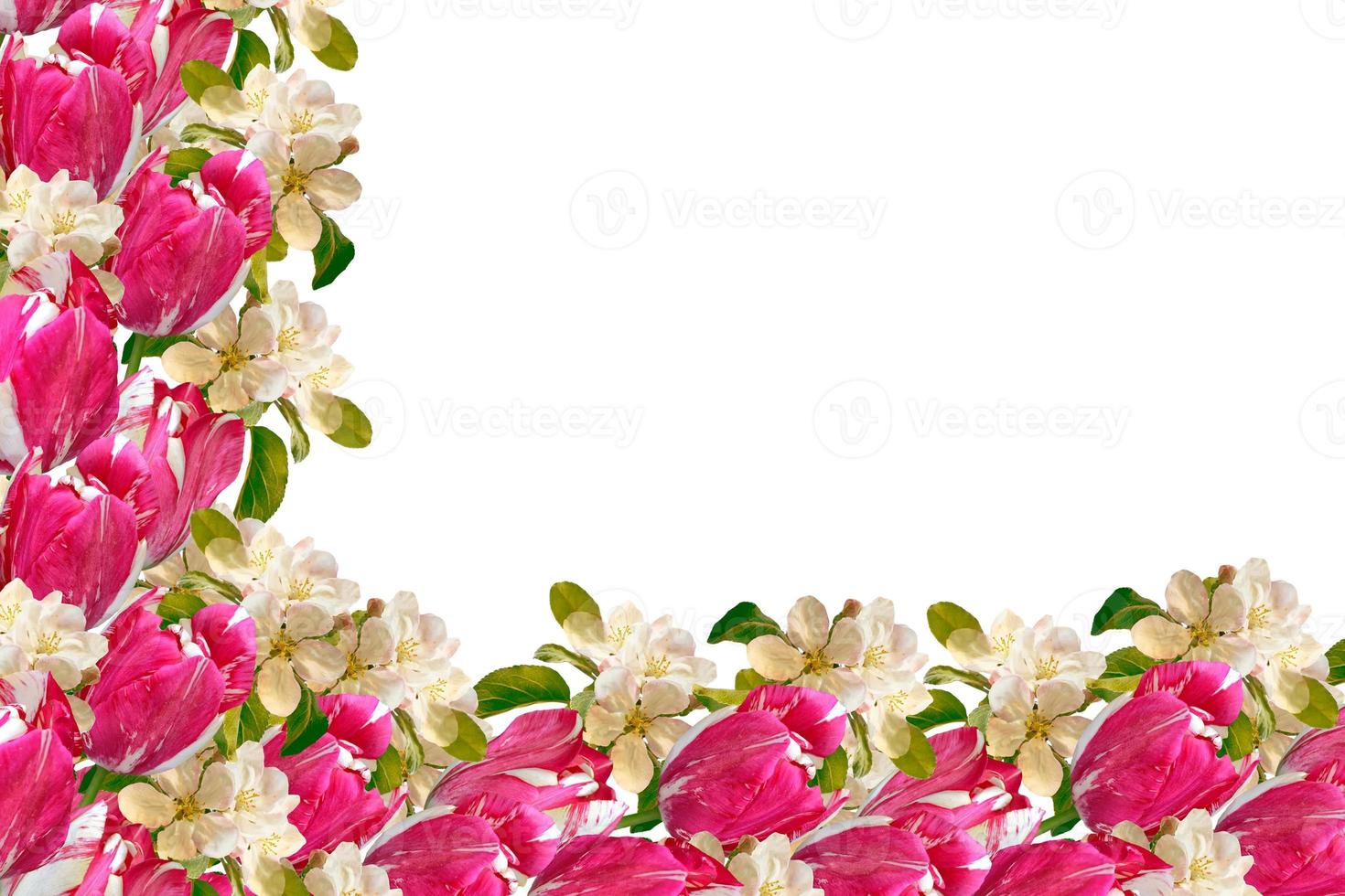 Flowering branch of apple isolated on a white background. Spring photo