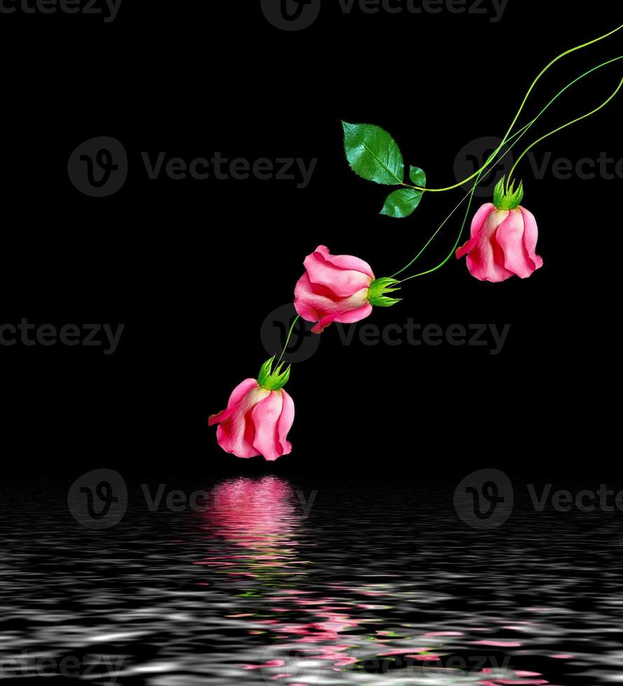 flower buds of roses isolated on black background photo