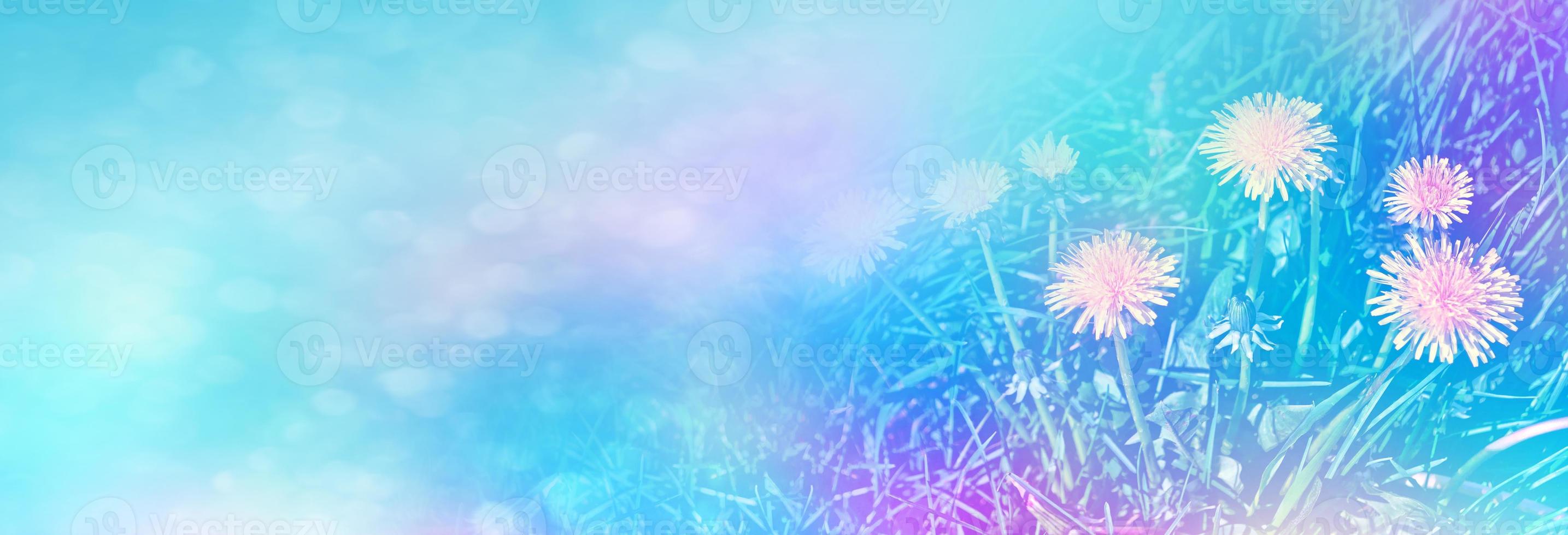 Fluffy dandelion flower against the background of the summer landscape. photo