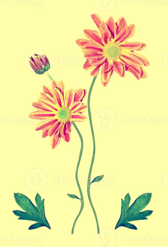 Bouquet of flowers chrysanthemum photo