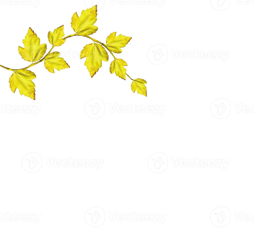 foliage isolated on white background. Golden autumn photo