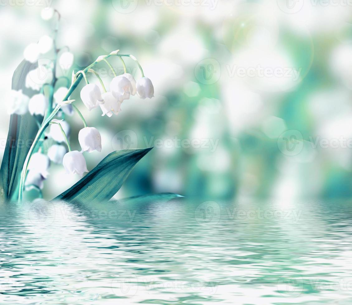 lily of the valley photo